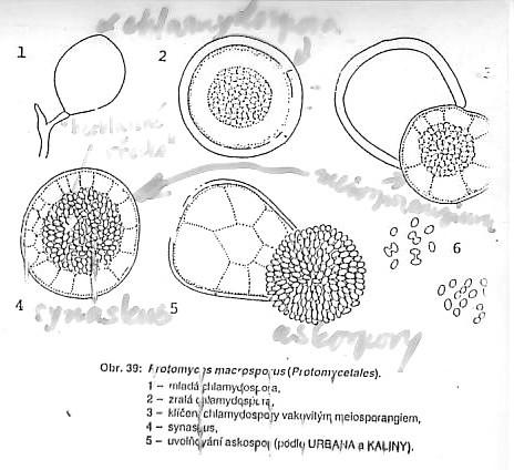čeleď Protomycetaceae parazité rostlin s mezibuněčným, přehrádkovaným myceliem s mnohojadernými buňkami na myceliu se vytvářejí interkalárně tlustostěnné chlamydospory s dvouvrstevnou stěnou po