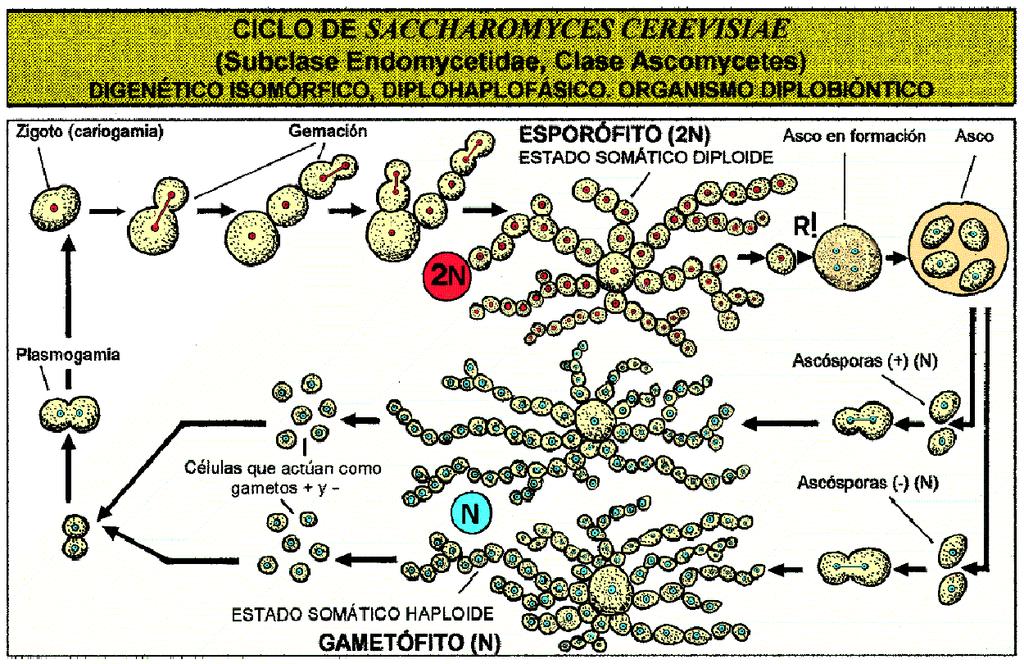Zdroj: http://www.uniovi.es/bos/asignaturas/botanica/9.