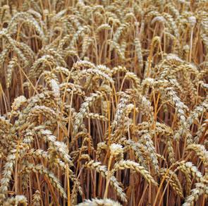 roce 2013 a 2014 i v roce 2015 byla nejvýnosnější odrůdou z nejpěstovanějších éček ve zkouškách pro doporučování odrůd ÚKZÚZ v ČR vynikající zdravotní stav Evina je druhou nejpěstovanější pšenicí na