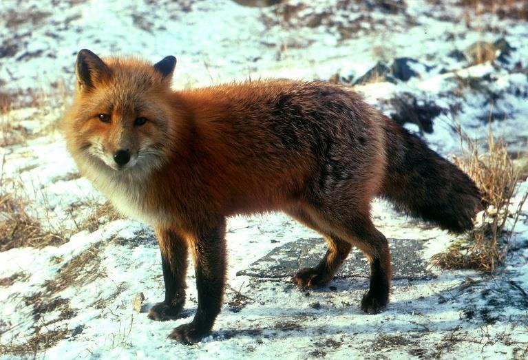 3.2 LIŠKA OBECNÁ Dospělá liška váží 5 až 9 kg, občas se vyskytnou i těžší kusy. Liška je rezavě hnědé barvy, krk má zdobený žlutohnědým límcem. Konec oháňky, kterému se říká kvítek, je bílý.