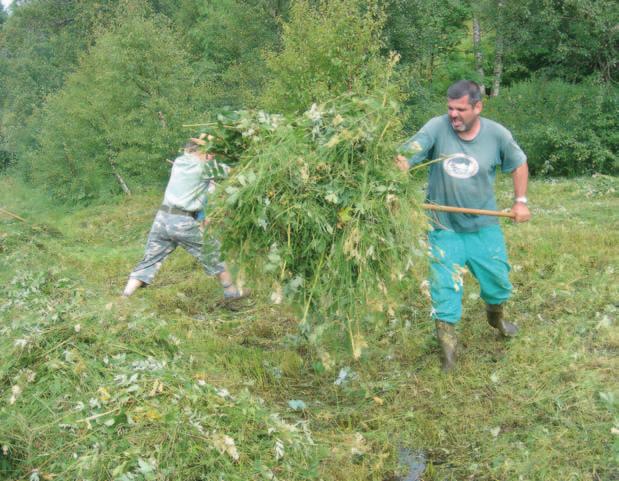 Sekání a úklid tužebníku jilmového v