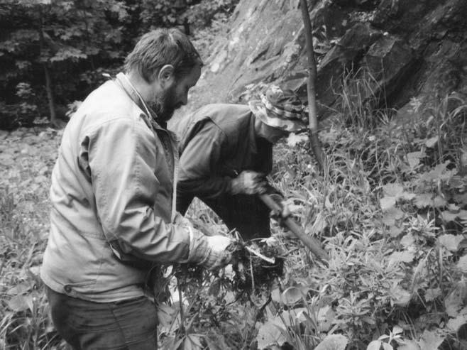 typickou rostlinou, že ji místní lidé pojmenovali wittigblume podle německého jména řeky (Wittig). K invazi obou druhů došlo až v 2. polovině 20.