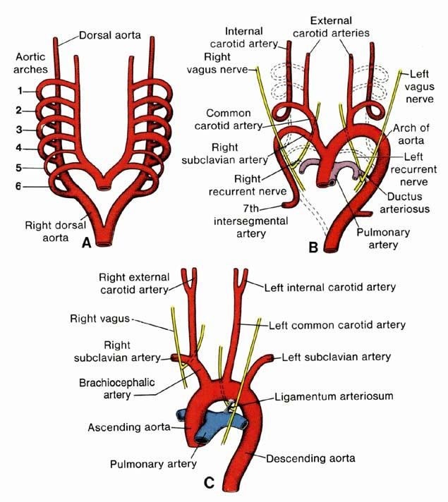 Oblouky: 1. a 2. zanikají 3. část a. carotis interna 4. vlevo arcus aortae, vpravo a. subclavia 5. zaniká 6. a. pulmonalis (dextra a sinistra), vpravo část oblouku mezi a.