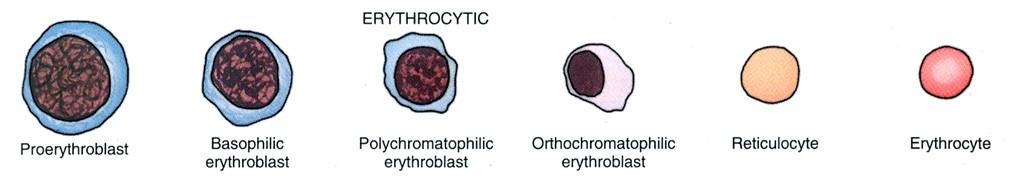 Vývoj erytrocytů - erytropoeza obecné znaky během 3-5 mitotických dělení: postupné zmenšování buňky vymizení jadérek, kondenzace chromatinu, nakonec vyloučení jádra