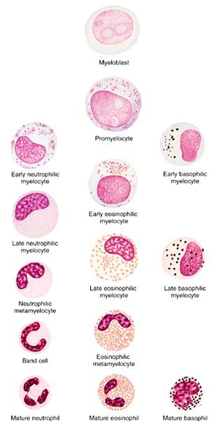 granulopoeza - stadia myeloblast mitóza promyelocyt mitóza myelocyt