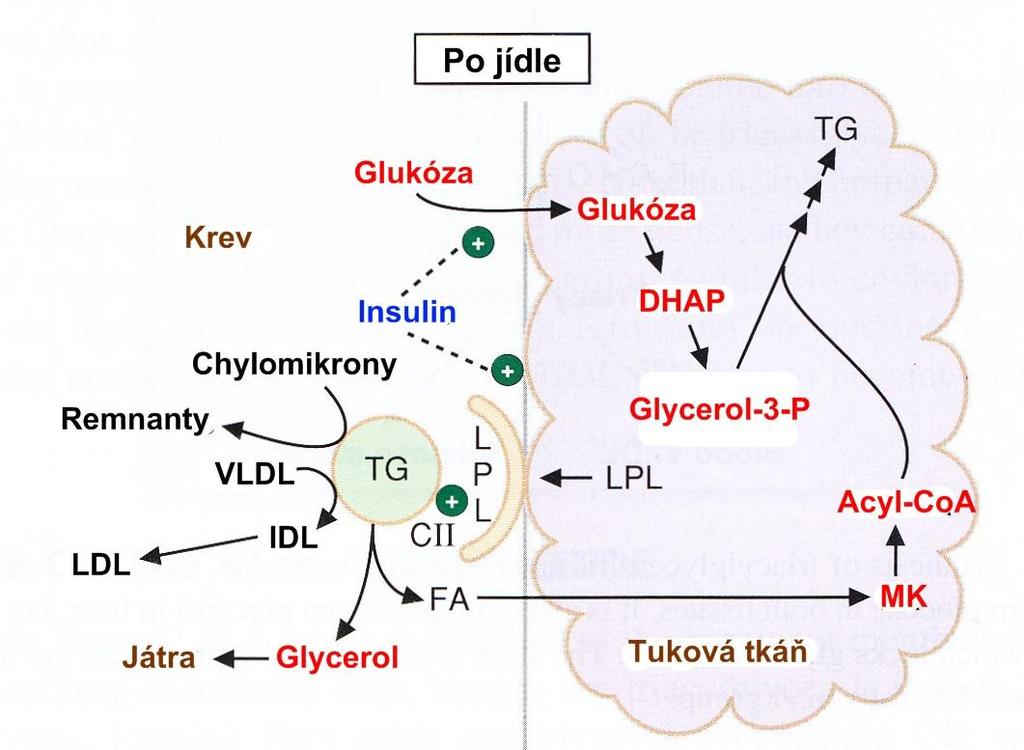 Ukládání TG v tukové tkáni MK Insulin