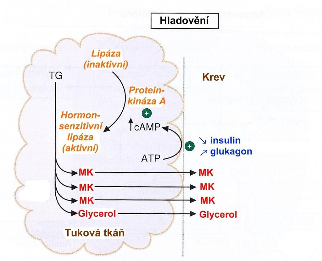 Uvolnění TG z tukové tkáně Inzulin, Glukagon nárůst camp - proteinkináza A - fosforylace hormon-senzitivní lipázy (TG