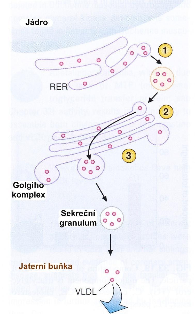 Syntéza a sekrece VLDL