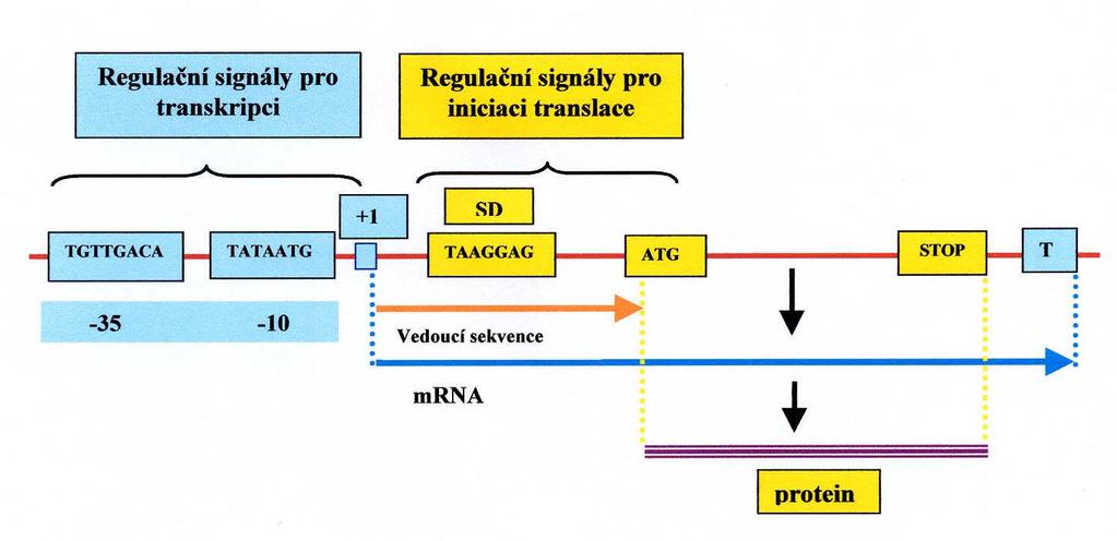 Signály ovlivňující transkripci a translaci