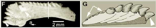 Some placoderms have upper and lower dental plates with "teeth" Placodermi: Eubrachythoracida