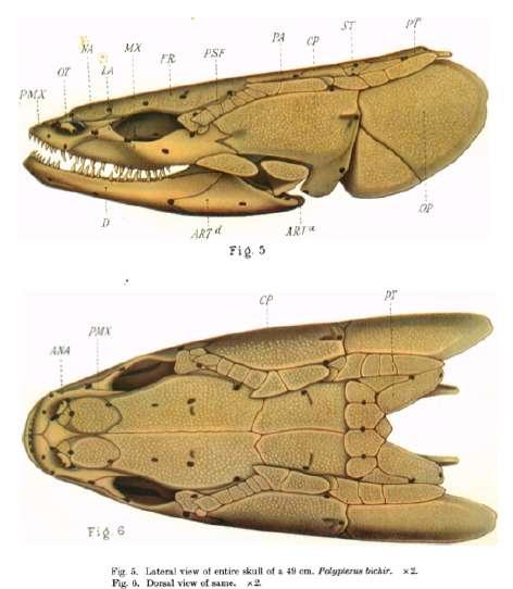 senegalus: