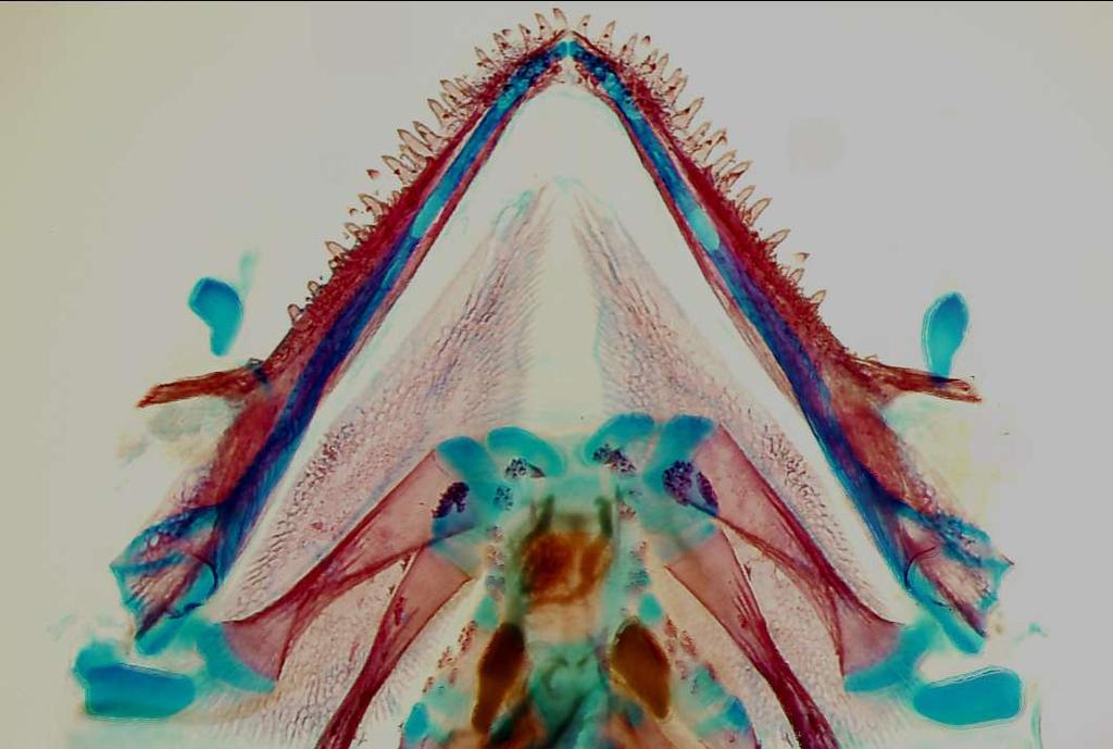 bichir Polypterus senegalus: spodní čelist,