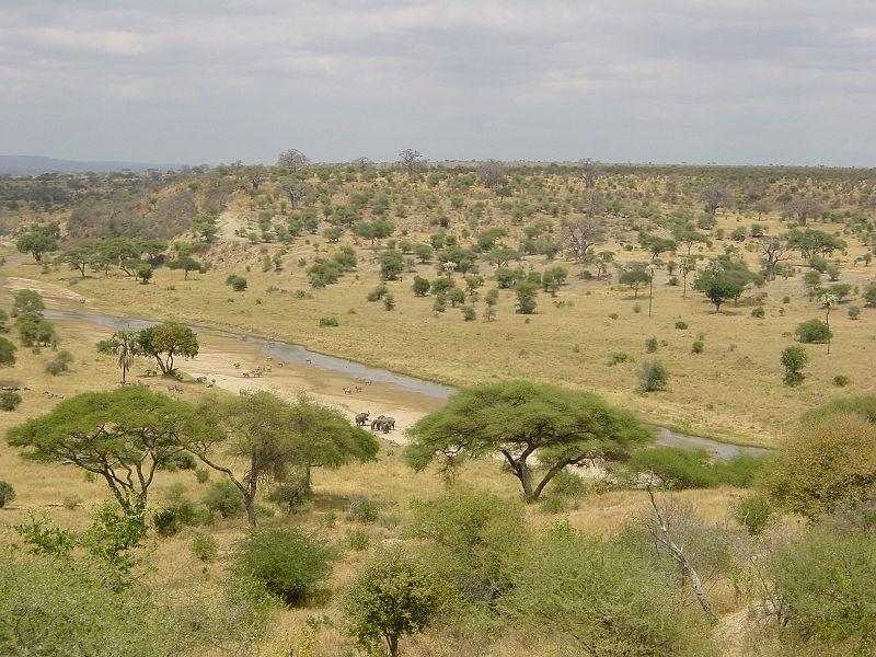 savanní Průměrná teplota (roční): +12 až +30 ºC Srážkové úhrny
