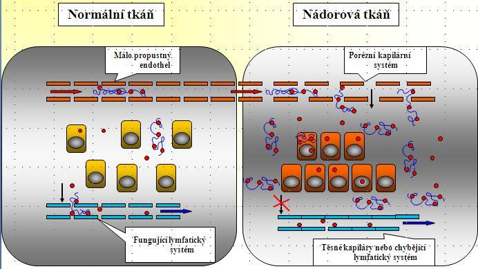 br. 2:Porovnání normální tkáně a nádorové tkáně EPR efekt Jedním z omezení EPR efektu je vychytávání polymerů s hydrodynamickým poloměrem větším než 200 nm opsoninovými proteiny a dalšími