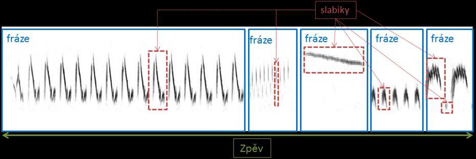 Popis zpěvu Vokalizace pěvců může být rozdělena do dvou skupin, zpěvy a volání (Catchpole & Slater 2008).