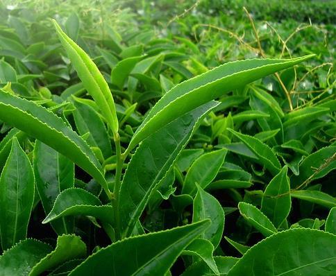 16. SMOOTHIE SE ZELENÝM ČAJEM A OVOCEM Zelený čaj patří mezi jedny z nejúčinnějších doposud známých antioxidantů. Jeho chuť řadu z nás fascinuje, jiné bohužel odpuzuje.