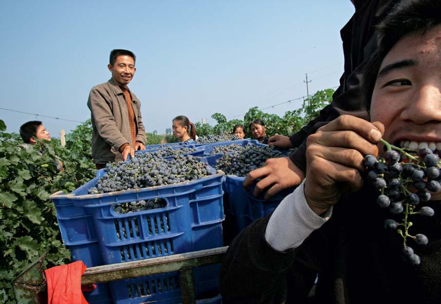 www.euro.cz 75 Čína global Cabernet Sauvignon ze Šan-si Rodina hongkongského magnáta vybudovala v Číně uznávanou vinařskou značku. Tím ale příběh čínského vína teprve začíná JEDNA Z NEJLEPŠÍCH.