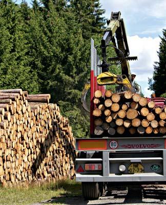 Bezmála třímiliardového zisku dosáhly letos už po pěti měsících. Hrubý zisk kolem tří miliard by se měl stát novou normou, komentoval výsledek šéf Lesů ČR Svatopluk Sýkora.