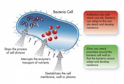 Efekt stříbrných iontů při hojení ran Ag+ působí na bakterie několika mechanismy Proti Ag si bakterie nevyvíjejí