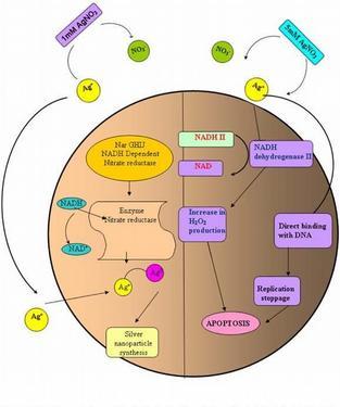 Efekt Ag iontů na bakteriální buňku Zdroj: MECHANISM OF BACTERIAL ACTIVITY OF SILVER NITRATE-A CONCETRATION BIDEPENDENT