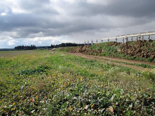 Pro zájmové území jsou typické krátkověké agrocenózy; na pozemku se v době návštěvy nacházely roztroušené zbytky brukve řepky olejky (Brassica napus).