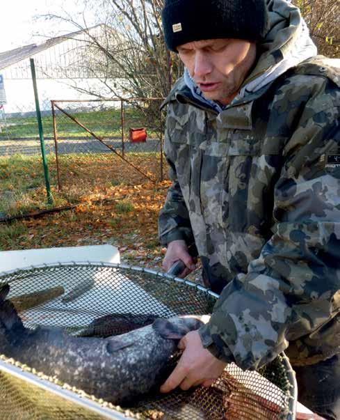 téma / Advent a Vánoce Mníšek může ochutnat tak trochu jiné vánoční ryby Š tědrovečerní menu si bez klasického kapra v trojobalu představí málokdo.