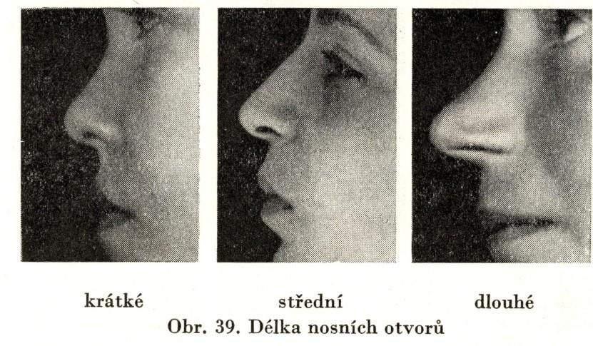 střední, 3. velká Směr nosních otvorů: 1. rovnoběžný, 2. sbíhavý, 3. příčně položený Tvar nosních otvorů: 1.