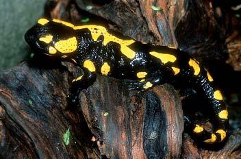 I. ČÁST Trocha teorie neuškodí Žluté skvrny na černém povrchu varují nepřátele mloka skvrnitého (Salamandra salamandra) před jeho jedem.