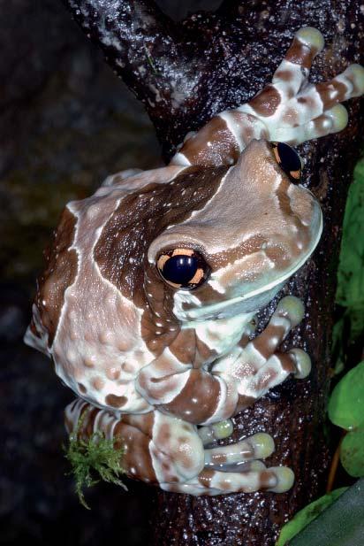 Létavka indonéská (Rhacophorus appenddiculatus) má maskovací kožní lemy na vnější straně nohou. Někdy je maskování tak dokonalé, že žáby připomínají trs lišejníku nebo ptačí trus.