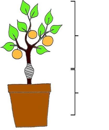 Roubování (na GM podnož) Chimérní rostlina je produkována roubováním ne-gm stěpu na GM podnož Využtií: odolnost podnože proti půdním chorobám a škůdcům Jablka