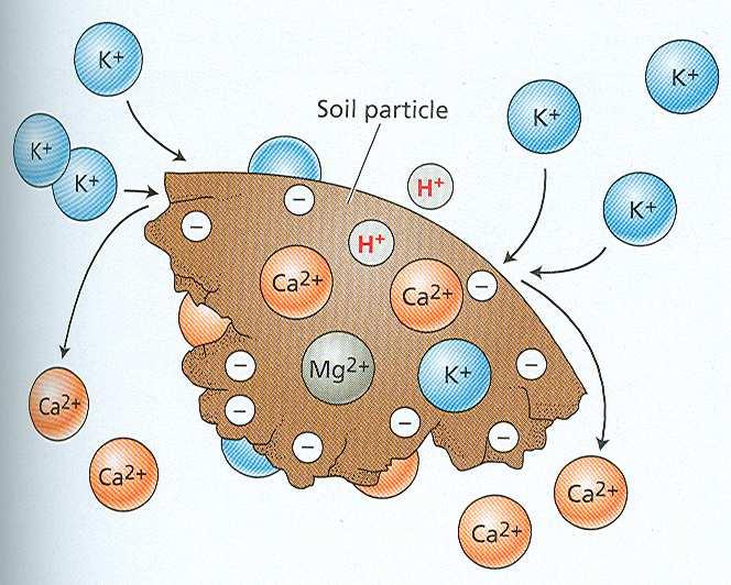sorpce na povrchu půdních koloidů.