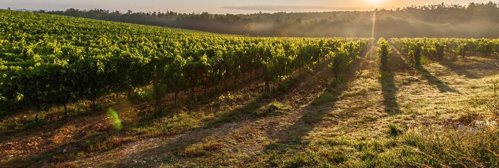 FRANCÚZSKO Chardonnay Pays DOC IGP Ter Raz Blanc Ter Raz Rose