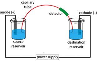 Hmotnostní detekce v separačních metodách VII. - Kapilární elektroforéza ve spojení s MS. - Volba podmínek pro experimenty a praxe GC/MS, LC/MS a CE/MS.