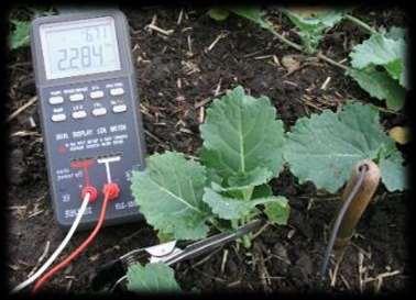 3.1.5 Elektrická kapacita Při průchodu rostlinným pletivem naráží elektrický proud na bariéru, skládající se z odporu a kapacity.