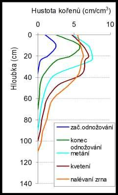 Porovnání průměrné hloubky kořenů a jejich distribuce u našich hlavních plodin je na Obr. 32.