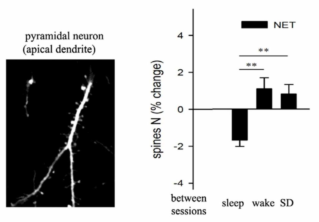 dendritických trnů u kortikálních neuronů