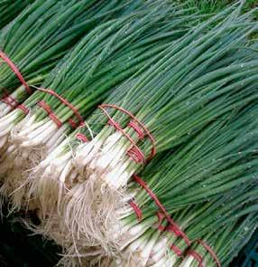 Cibule na svazkování / Cibuľa na zväzkovanie Allium fistulosum L.
