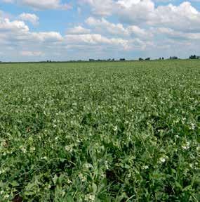 mozaiky přenosná semenem PSbMV (Pea Seed-borne Mosaic Virus). Některé naše nové odrůdy jsou již k těmto patogenům rezistentní.