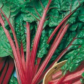 PERPETUAL SPINACH (GATOR) LUCULLUS RHUBARB CHARD Mangold / Mangold Beta vulgaris L. var. vulgaris PERPETUAL SPINACH (GATOR) Listová odrůda lahůdkového mangoldu s tmavozelenými listy, určená k řezu.