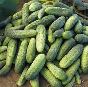 BÁRA F1 BOHEMIA F1 CHANTAL F1 Okurka nakládačka / Uhorka nakladačka Cucumis sativus L. Okurka byla, je a bude pro SEMO významnou komoditou.