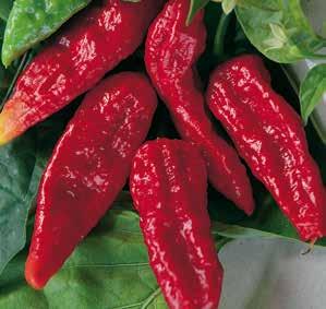 TRINIDAD MORUGA SCORPION Tato paprička byla ještě v roce 2012 nejpálivější paprikou světa vůbec. Pochází ze středoamerického ostrovního státu Trinidad a Tobago.