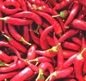 HODONÍNSKÁ SLADKÁ VZPŘÍMENÁ Paprika kořeninová Capsicum annuum, L. HODONÍNSKÁ SLADKÁ VZPŘÍMENÁ Sladká kořeninová paprika se středním vzrůstem.