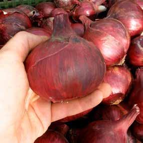 LUSY DAGMAR WELLINA Cibule / Cibuľa Allium cepa L. Klasické jarní odrůdy LUSY Mezi přednosti této rané odrůdy patří vysoká vyrovnanost ve tvaru i dozrávání.