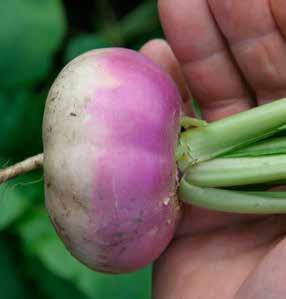 SM 5/17 Yu F1 SM 5/17 Fu F1 NATSU KOMACHI F1 Vodnice / Vodnica (Okrúhlica) Brassica rapa L. var.