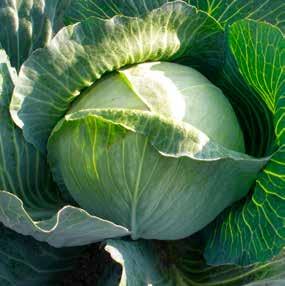 MINICA F1 KORINO F1 PAVLO F1 Zelí hlávkové / Kapusta hlávková Brassica oleracea L. convar.capitata (L) Alef. Spolupracujeme s rodinným šlechtitelským týmem Ing.