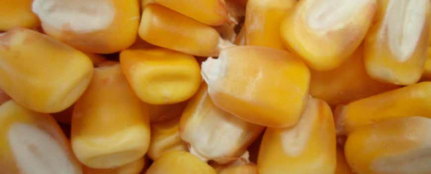 Silážní a zrnové kukuřice / Silážne a zrnové kukurice Zea mays L.