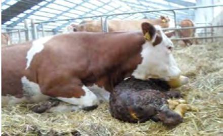 Martina Mudráková s využitím materiálů společnosti IMUpet KOLOSTRUM neboli mlezivo je prvotní mléko savců, které se tvoří v mléčné žláze již před porodem a dále je pak produkováno několik dalších dní.