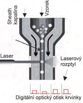 NEUTROFILY (NEU % a počet - velikost 12-15 µm) jsou nejčastější leukocyty u psů, koček a koní, ale všichni savci mají neutrofily nebo jejich ekvivalenty (např. heterofily).