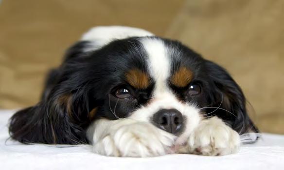 MALÁ PRAXE LÉČBA NEJČASTĚJŠÍCH SRDEČNÍCH CHOROB PSŮ Odhaduje se, že přibližně 10% psů přivedených do veterinárních praxí zaměřujících se na primární péči, trpí srdeční chorobou.