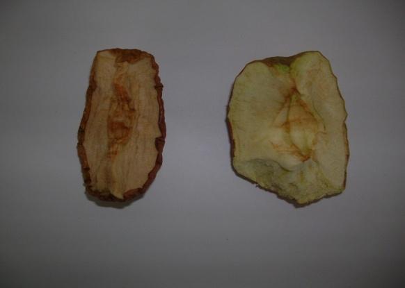 Obr. 13 Porovnání sušených a lyofilizovaných jablek Obr.